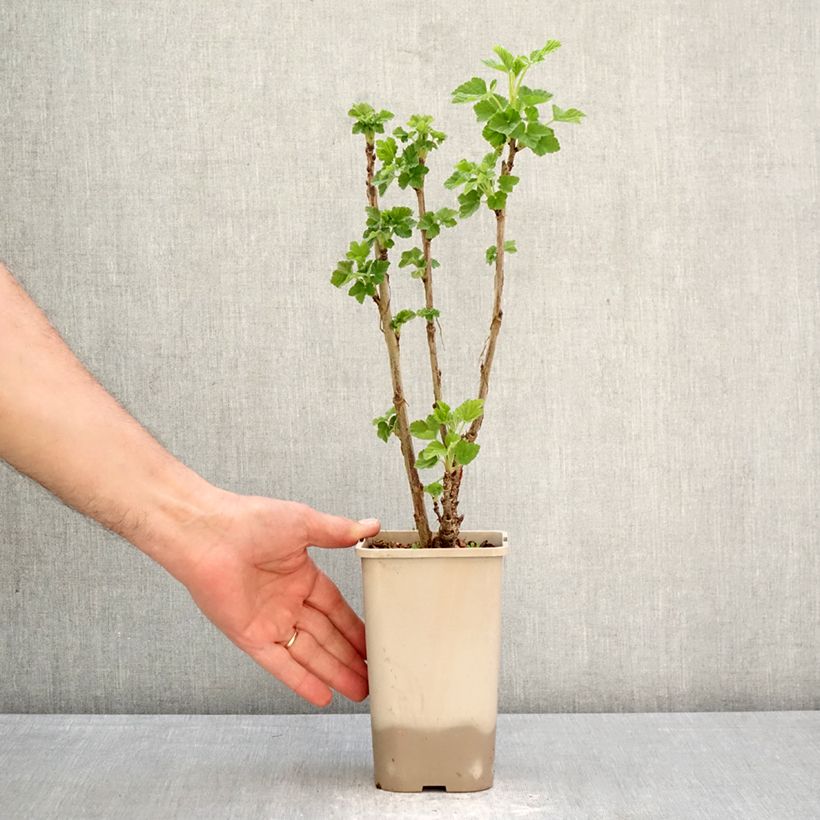 Exemplar von Rote Johannisbeere Ribest Sonette Topf mit 1,5L/2L wie im Frühjahr geliefert