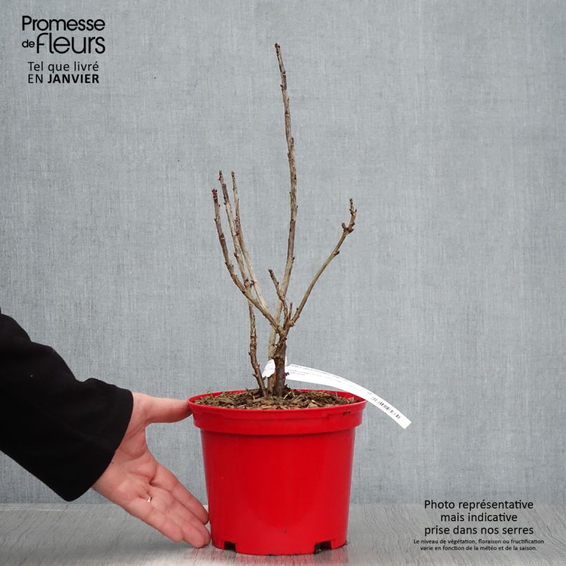 Exemplar von Rote Johannisbeere Versaillaise Rouge Topf mit 1,5L/2L wie im Winter geliefert