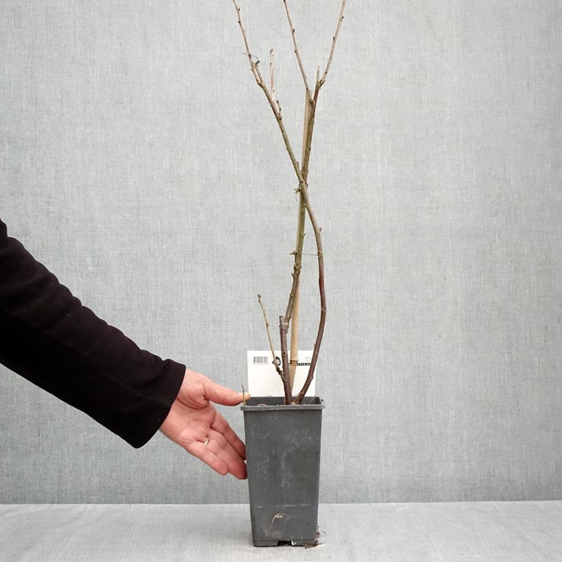 Exemplar von Rote Johannisbeere Versaillaise Rouge Topf mit 4L/5L wie im Herbst geliefert