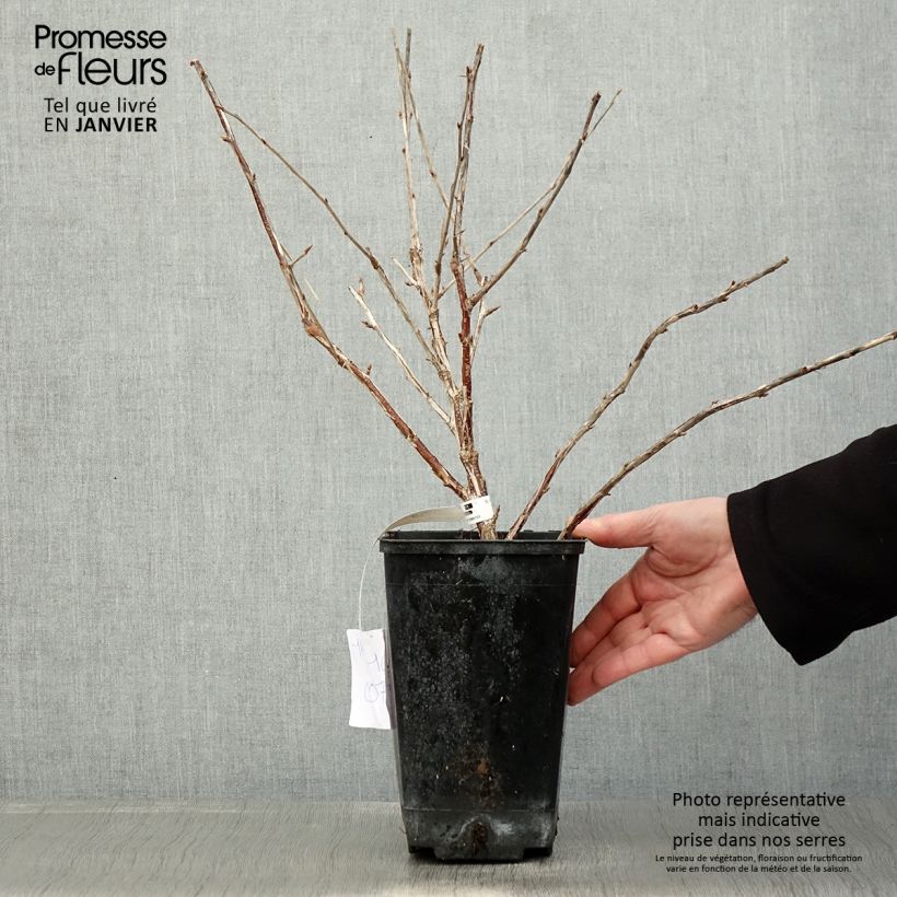 Exemplar von Stachelbeere Freedonia Topf mit 1,5L/2L wie im Winter geliefert