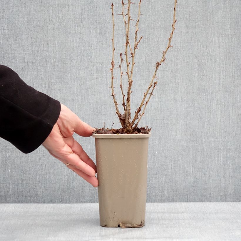 Exemplar von Stachelbeere Crispa Nibbling Topf mit 1,5L/2L, Strauch/Busch, mehrstämmig wie im Winter geliefert