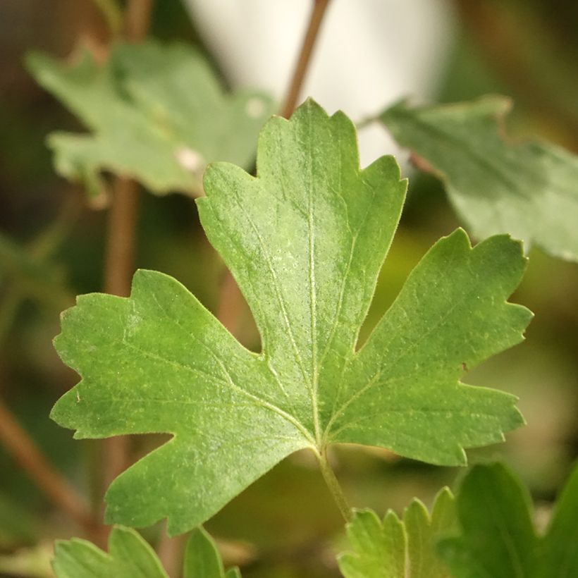 Stachelbeere Solemio Crispa (Laub)