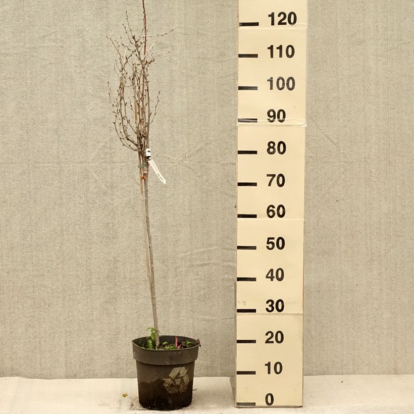 Exemplar von Stachelbeere Solemio Crispa Topf mit 6L/7L wie im Herbst geliefert