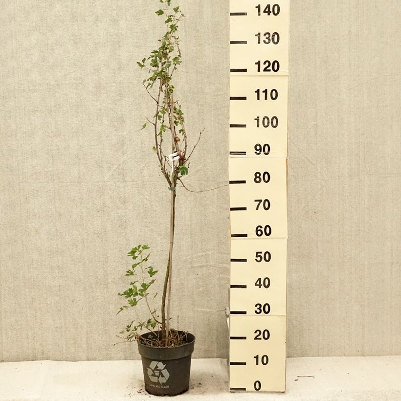 Exemplar von Stachelbeere Solemio Crispa Topf mit 6L/7L, Stamm wie im Sommer geliefert