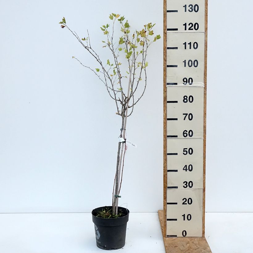 Exemplar von Stachelbeere Easycrisp Lady Late Topf mit 6L/7L wie im Herbst geliefert