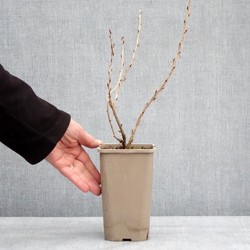 Exemplar von Stachelbeere Easycrisp Mme Sansouci Topf mit 1,5L/2L, Strauch/Busch, mehrstämmig wie im Winter geliefert