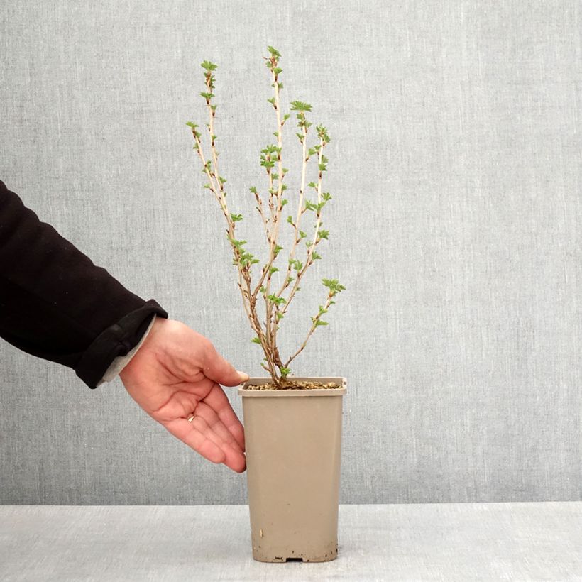 Exemplar von Stachelbeere Easycrisp Mme Sansouci Topf mit 1,5L/2L, Strauch/Busch, mehrstämmig wie im Frühjahr geliefert