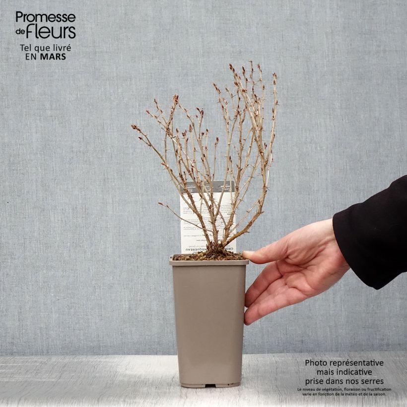 Exemplar von Stachelbeere Hinnonmäki Gul 'Hinnonmäen Keltainen' Topf mit 1,5L/2L wie im Frühjahr geliefert