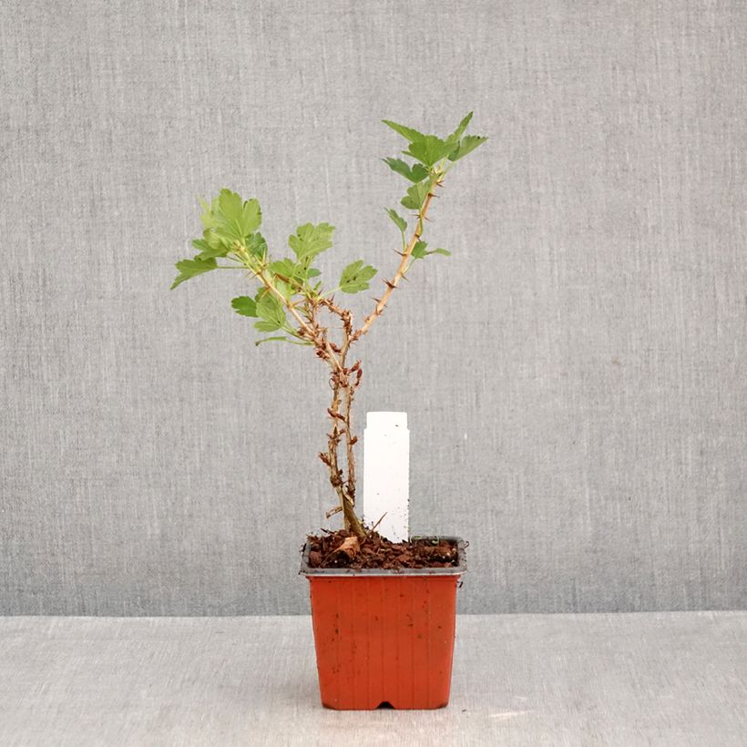 Exemplar von Stachelbeere Hinnönmaki Röd Kleine Töpfe von 8/9 cm wie im Herbst geliefert