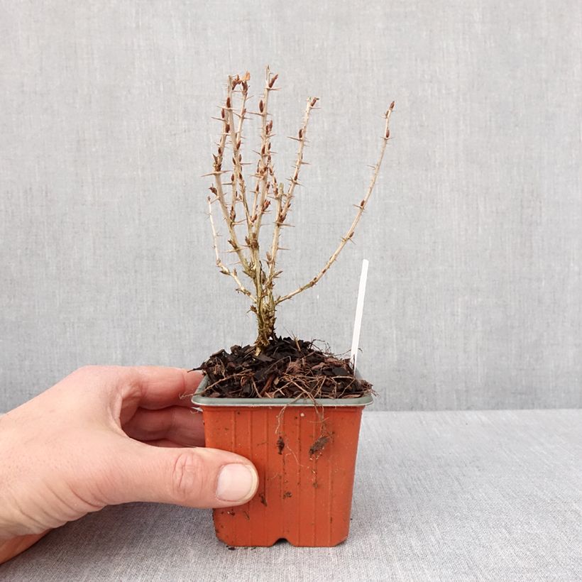 Exemplar von Stachelbeere Hinnönmaki Röd Kleine Töpfe von 8/9 cm wie im Winter geliefert