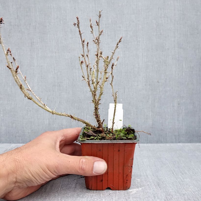 Exemplar von Stachelbeere Hinnonmäki Grün Kleine Töpfe von 8/9 cm wie im Herbst geliefert