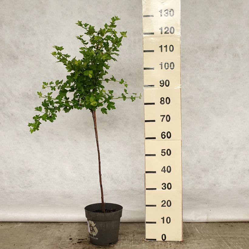 Exemplar von Stachelbeere Mucurines Topf mit 6L/7L, Stamm wie im Frühjahr geliefert