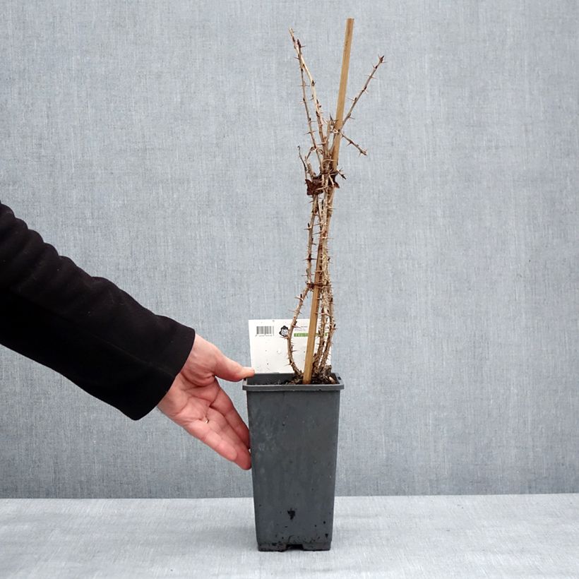 Exemplar von Stachelbeere Tatjana Topf mit 1,5L/2L, Strauch/Busch, mehrstämmig wie im Winter geliefert