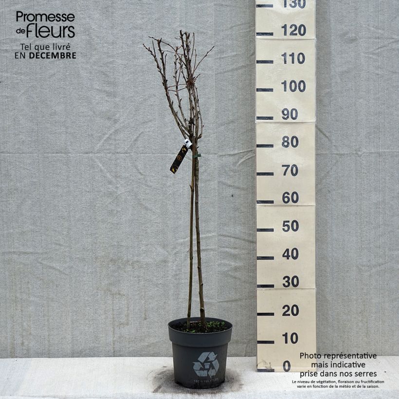 Exemplar von Stachelbeere Tatjana Topf mit 6L/7L wie im Winter geliefert