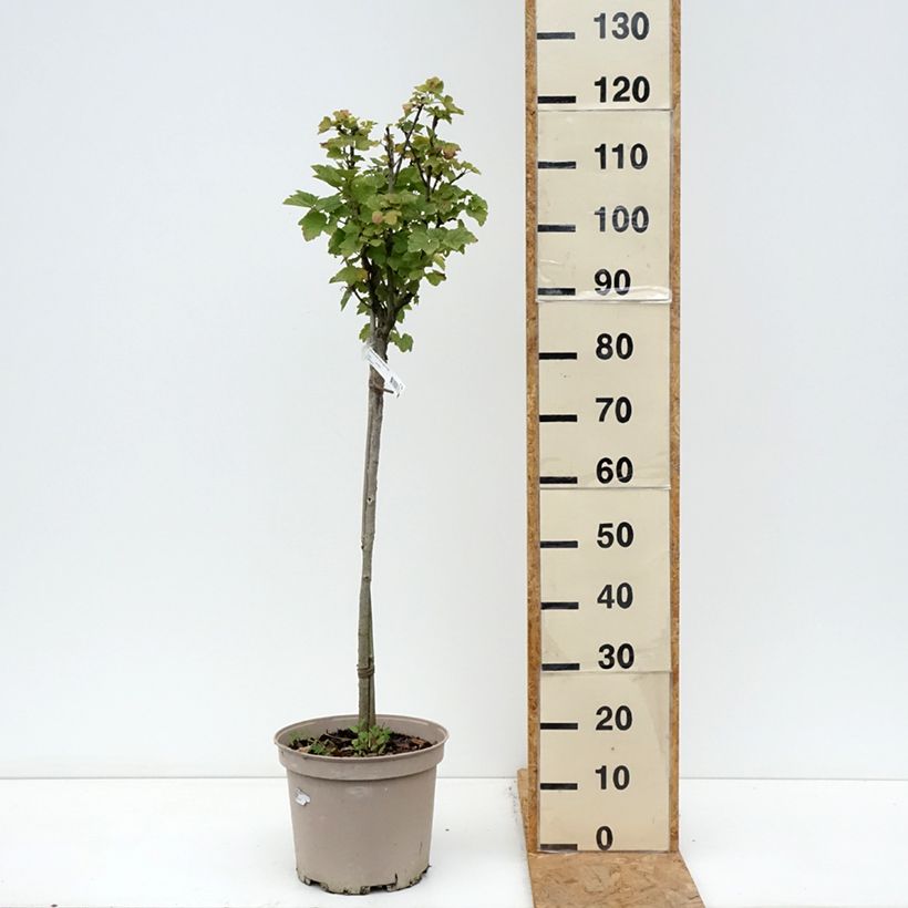 Exemplar von Rote Johannisbeere Agate Rouge mactor Topf mit 7,5L/10L, 1/4 Stängel wie im Herbst geliefert