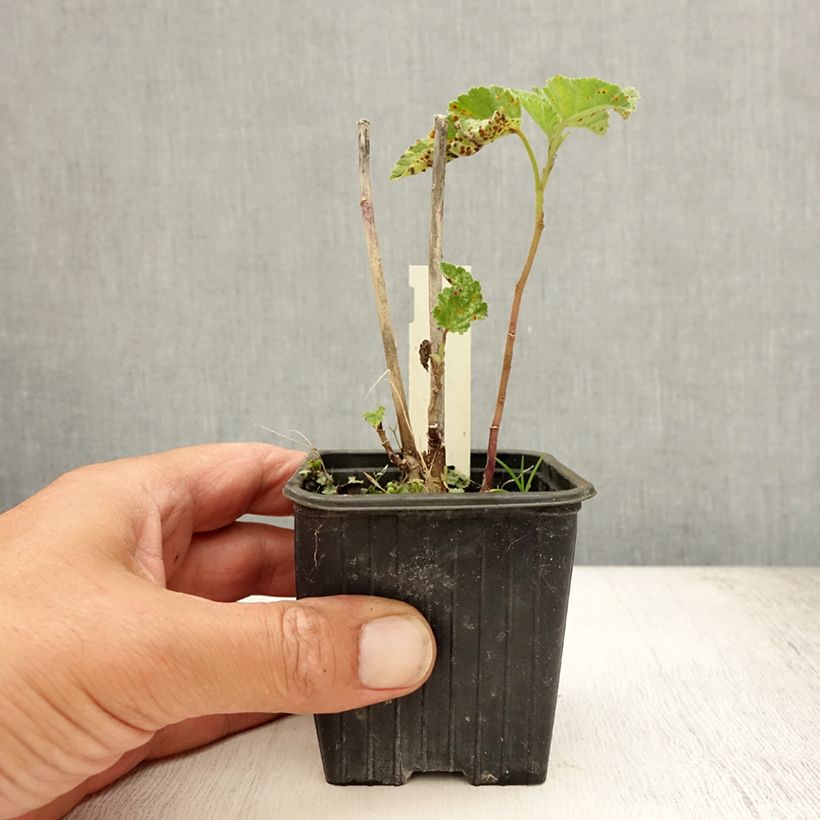 Exemplar von Echter Eibisch - Althaea officinalis Kleine Töpfe von 8/9 cm wie im Sommer geliefert
