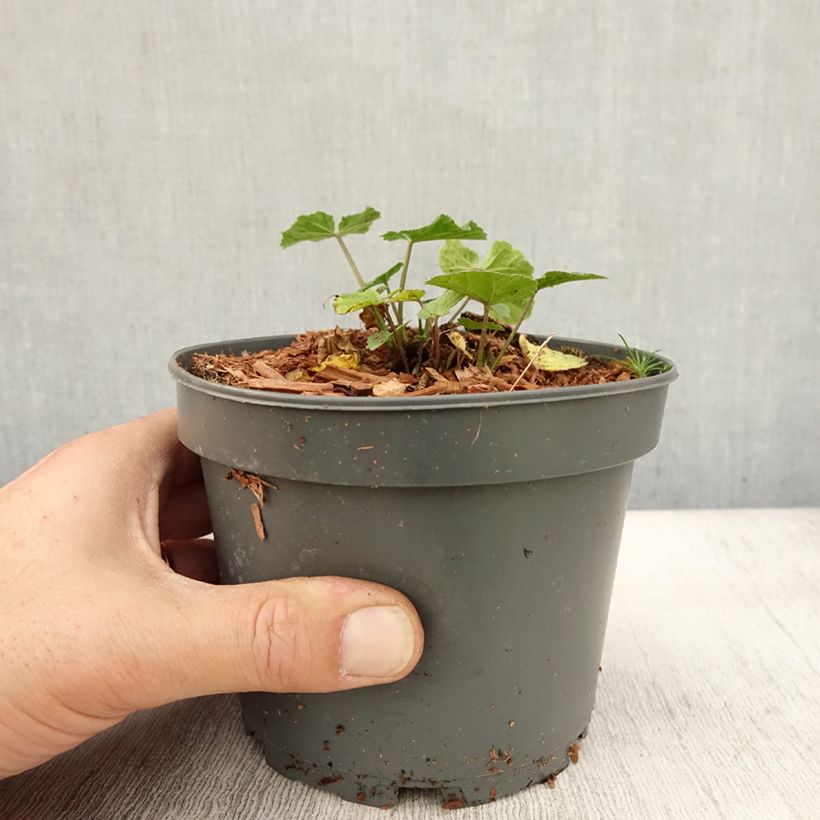 Exemplar von Echter Eibisch - Althaea officinalis Topf mit 1,5L/2L wie im Herbst geliefert