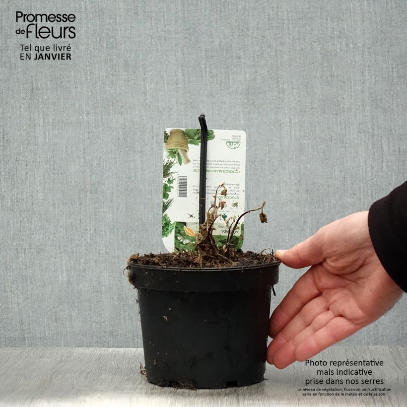 Exemplar von Echter Eibisch - Althaea officinalis Topf mit 1,5L/2L wie im Winter geliefert