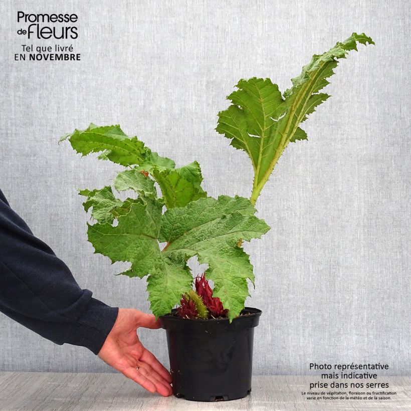 Exemplar von Gunnera manicata - Riesenrhabarber Topf mit 3L/4L wie im Herbst geliefert