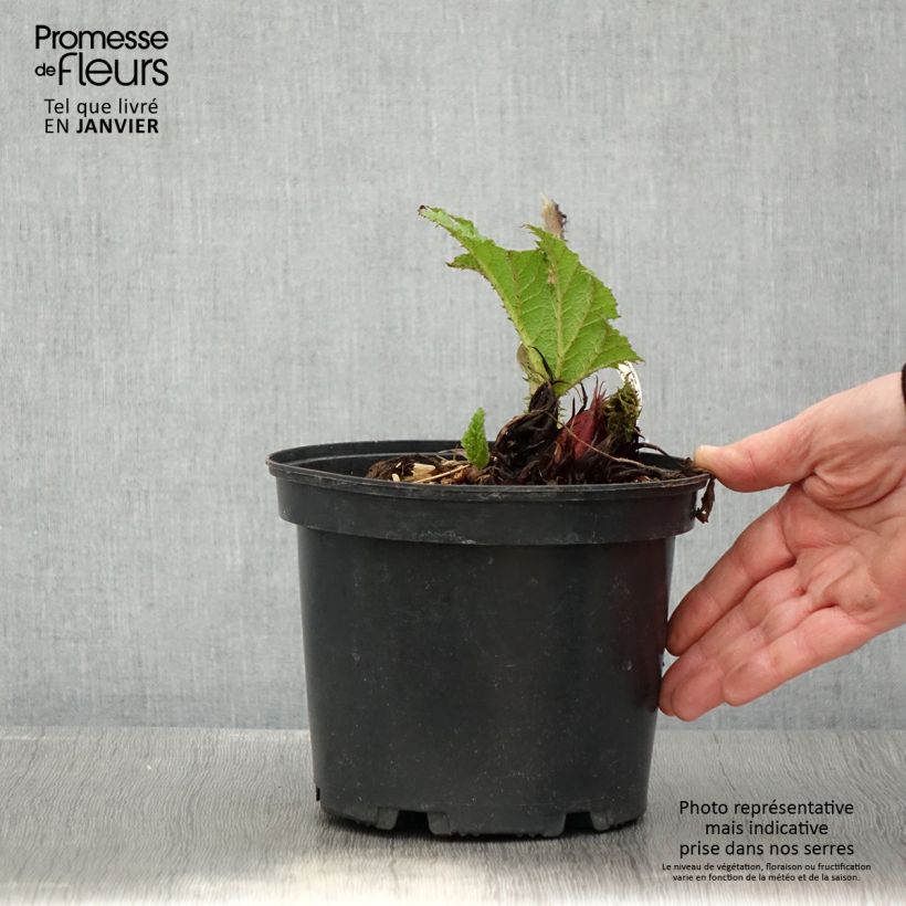 Exemplar von Gunnera manicata - Riesenrhabarber Topf mit 3L/4L wie im Winter geliefert