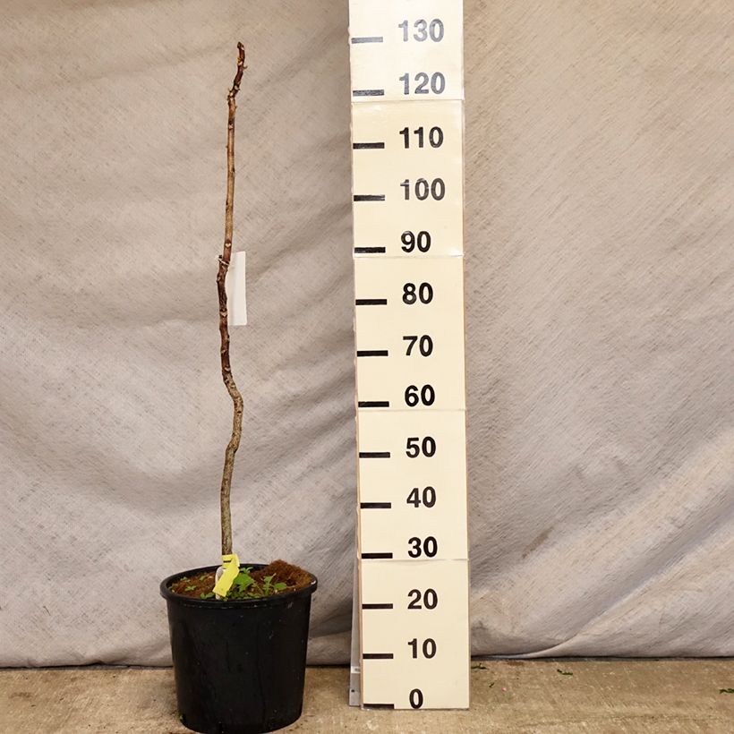 Exemplar von Gymnocladus dioica - Geweihbaum Topf mit 12L/15L wie im Frühjahr geliefert