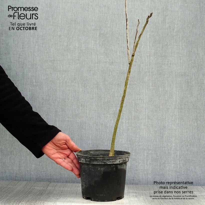 Exemplar von Gymnocladus dioica - Geweihbaum Topf mit 3L/4L wie im Herbst geliefert