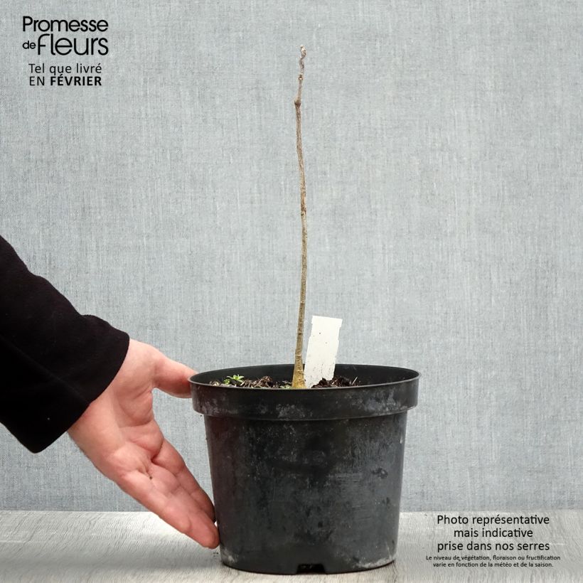 Exemplar von Gymnocladus dioica - Geweihbaum Topf mit 2L/3L wie im Winter geliefert