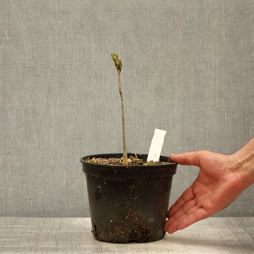 Exemplar von Gymnocladus dioica - Geweihbaum Topf mit 2L/3L wie im Frühjahr geliefert