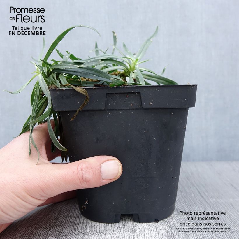 Exemplar von Rispiges Gipskraut Bristol Fairy - Gypsophila paniculata Topf mit 2L/3L wie im Herbst geliefert