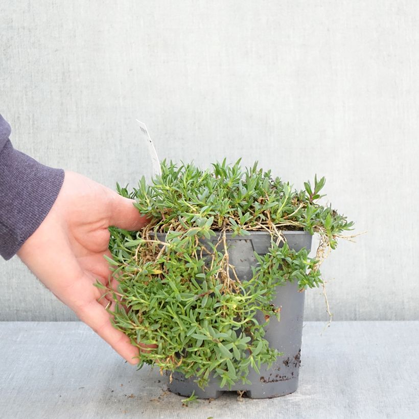 Exemplar von Kriechendes Gipskraut Rosa Schönheit - Gypsophila repens Topf mit 2L/3L wie im Frühjahr geliefert