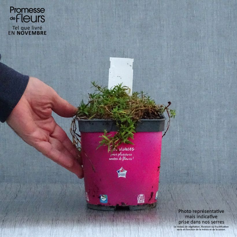 Exemplar von Rispiges Gipskraut Rosenschleier - Gypsophila paniculata Topf mit 2L/3L wie im Herbst geliefert