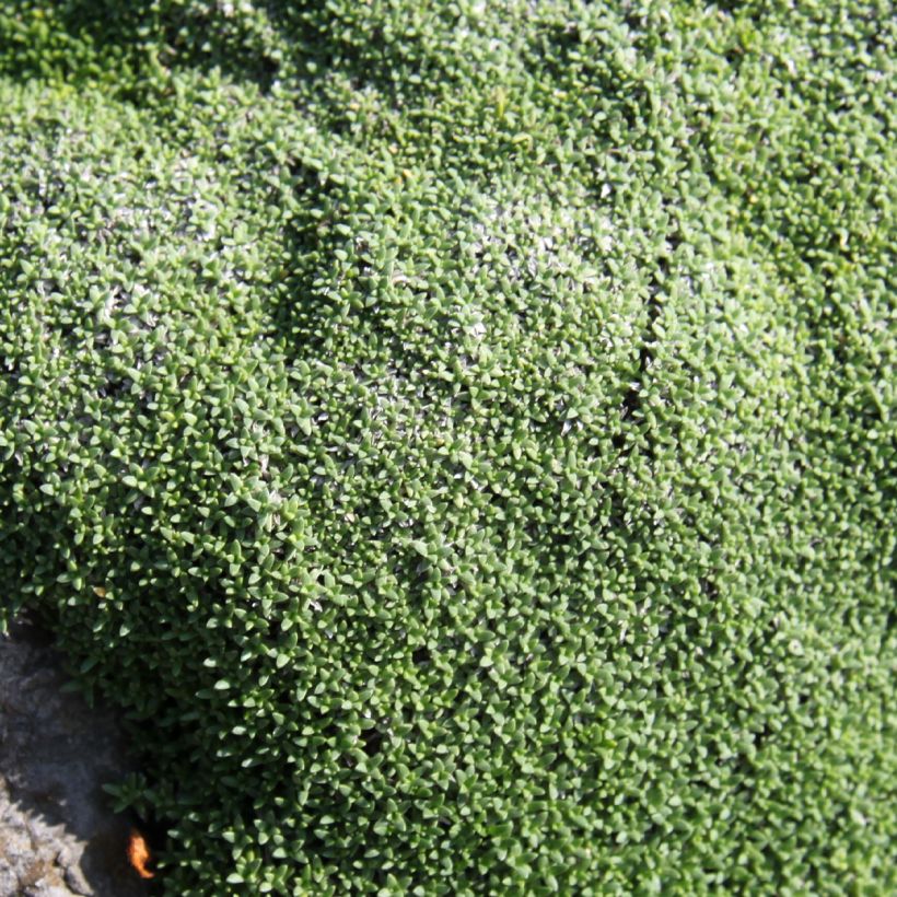 Gipskraut - Gypsophila aretioides (Laub)