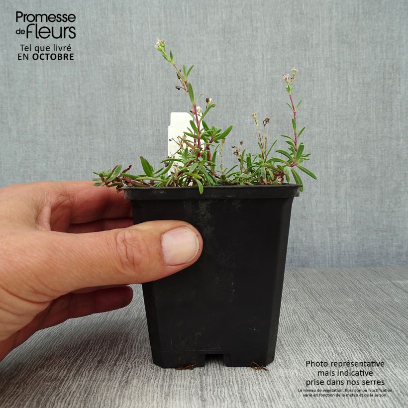 Exemplar von Kriechendes Gipskraut Alba - Gypsophila repens Kleine Töpfe von 8/9 cm wie im Herbst geliefert