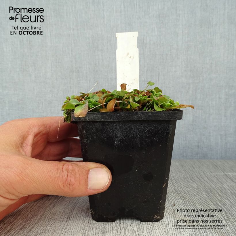 Exemplar von Himalaya-Schleierkraut - Gypsophila cerastioides Kleine Töpfe von 8/9 cm wie im Herbst geliefert