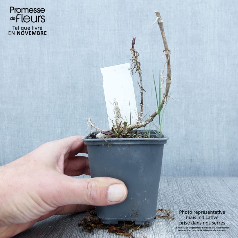 Exemplar von Großblütiges Schleierkraut - Gypsophila pacifica Kleine Töpfe von 8/9 cm wie im Herbst geliefert