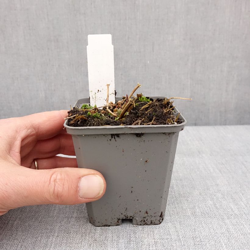 Exemplar von Rispiges Gipskraut Snow Flake - Gypsophila paniculata Kleine Töpfe von 8/9 cm wie im Winter geliefert