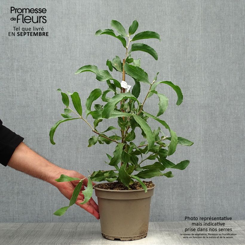 Exemplar von Hakea victoria - Nadelkissen Topf mit 4L/5L wie im Herbst geliefert