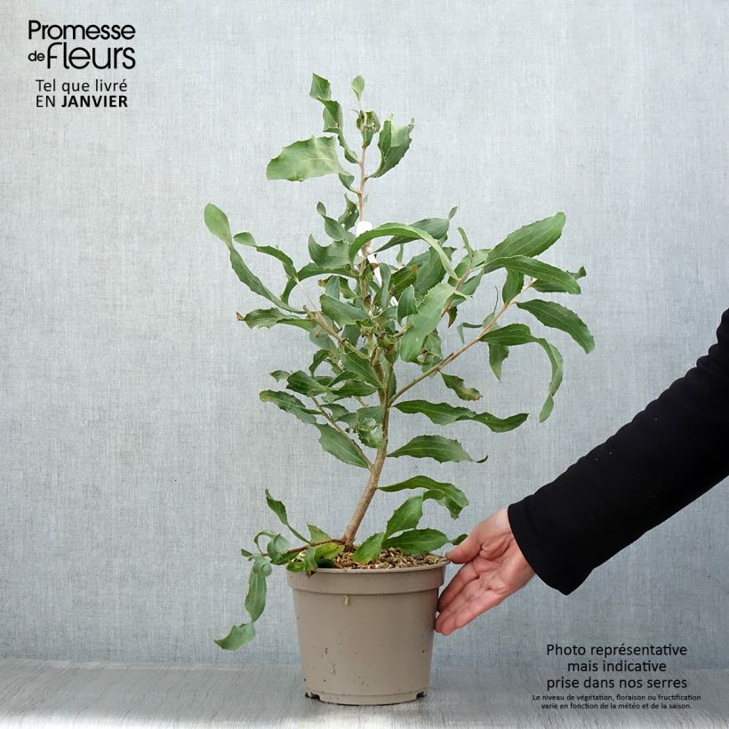 Exemplar von Hakea victoria - Nadelkissen Topf mit 4L/5L wie im Winter geliefert