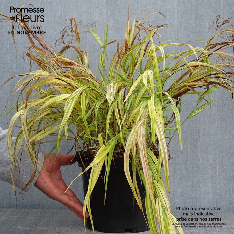 Exemplar von Hakonechloa macra Aureola - Japangras Topf mit 2L/3L wie im Herbst geliefert