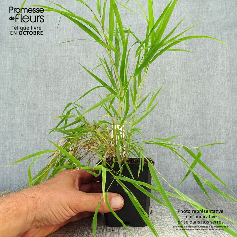 Exemplar von Hakonechloa macra Beni-Kaze - Japangras Kleine Töpfe von 8/9 cm wie im Herbst geliefert