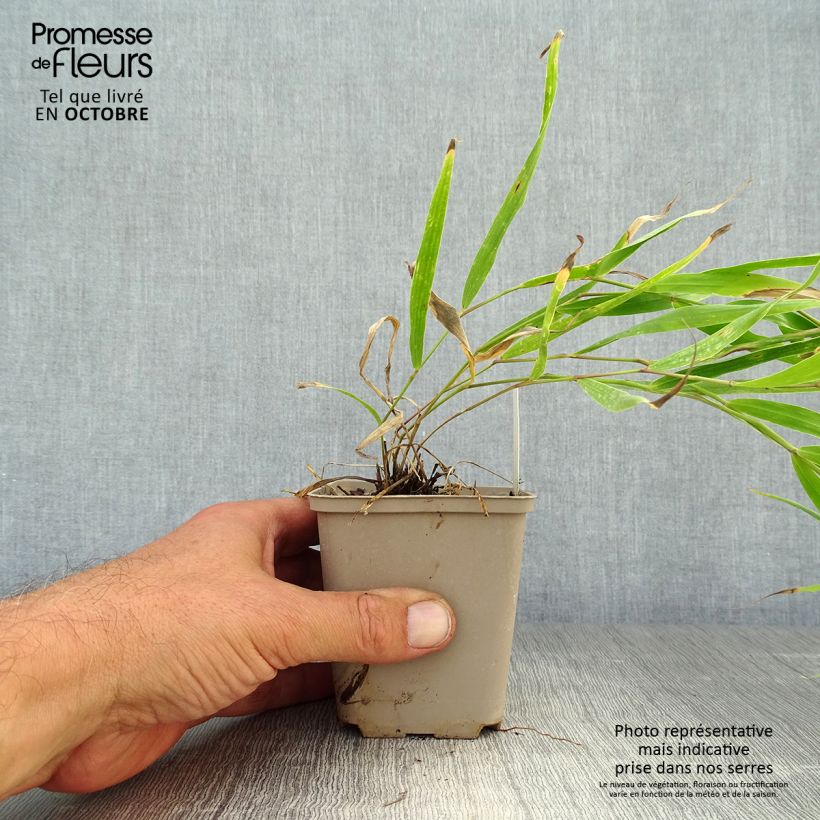 Exemplar von Hakonechloa macra Sunflare - Japangras Kleine Töpfe von 8/9 cm wie im Herbst geliefert