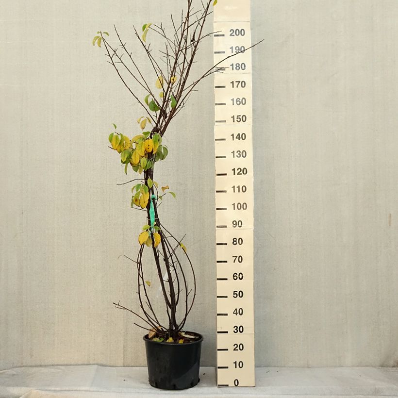 Exemplar von Halesia carolina - Maiglöckchenbaum Topf mit 18L/20L wie im Herbst geliefert