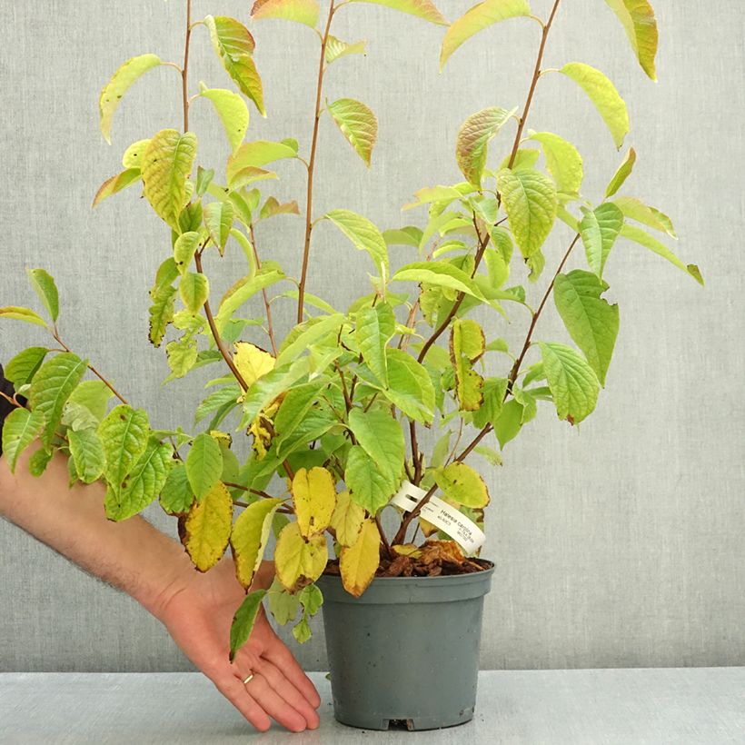 Exemplar von Halesia carolina U.Conn - Maiglöckchenbaum Topf mit 2L/3L wie im Herbst geliefert