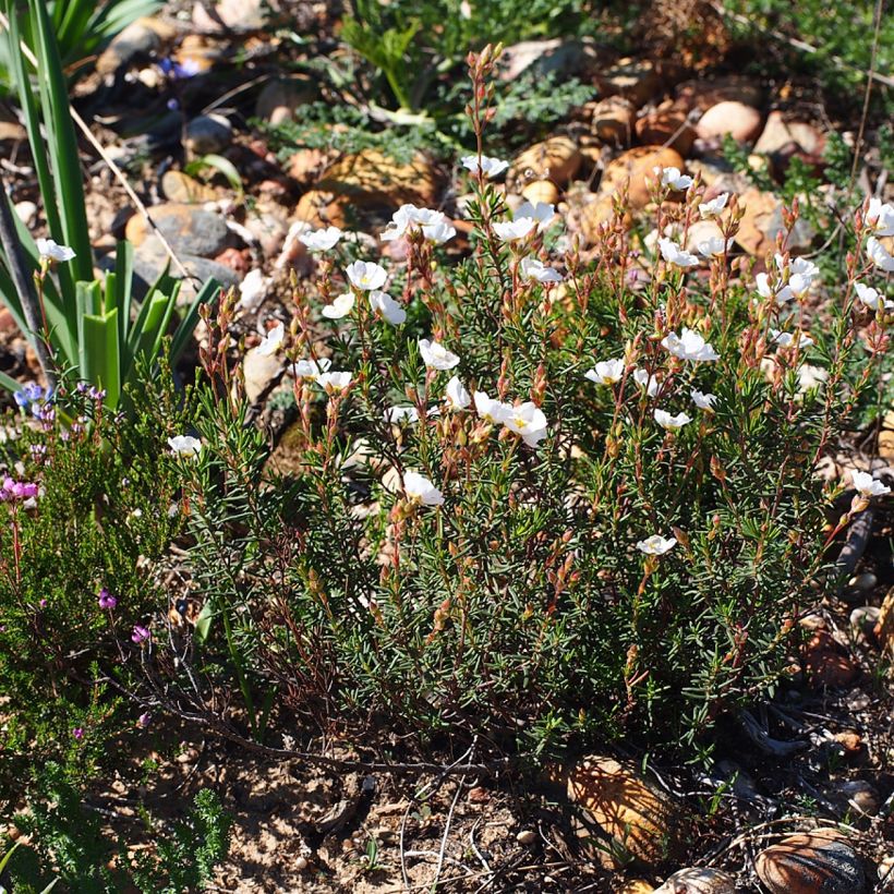 Halimium umbellatum April Snow - Steinrose (Hafen)