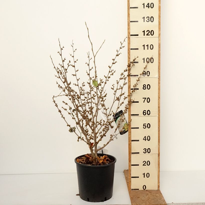 Exemplar von Zaubernuss Arnold Promise - Hamamelis intermedia Topf mit 18L/20L wie im Herbst geliefert