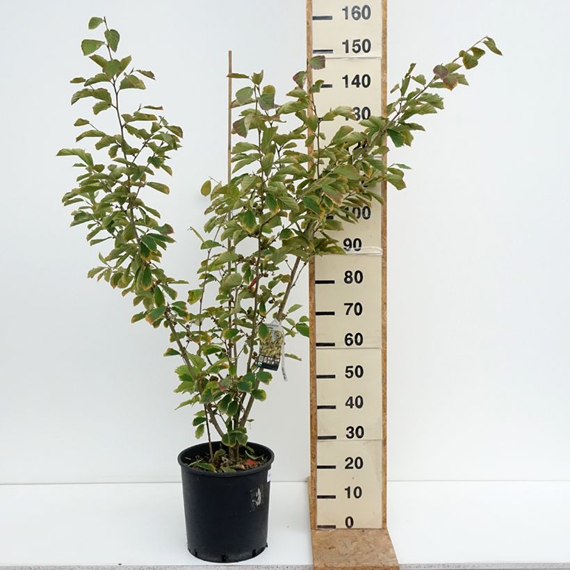 Exemplar von Zaubernuss Arnold Promise - Hamamelis intermedia Topf mit 18L/20L wie im Sommer geliefert