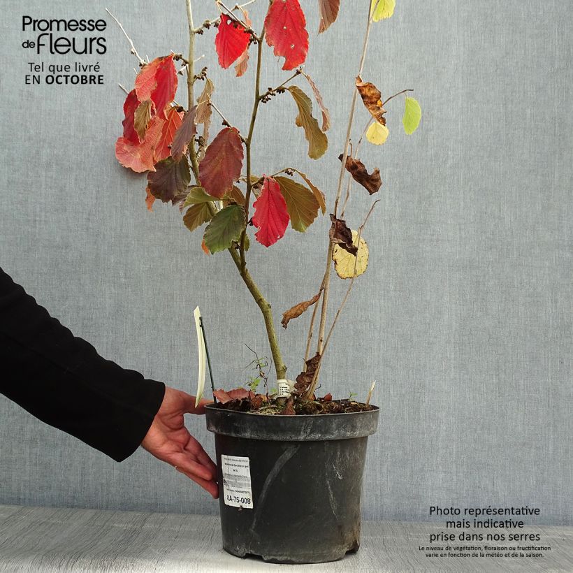 Exemplar von Zaubernuss Diane - Hamamelis intermedia Topf mit 4L/5L wie im Herbst geliefert