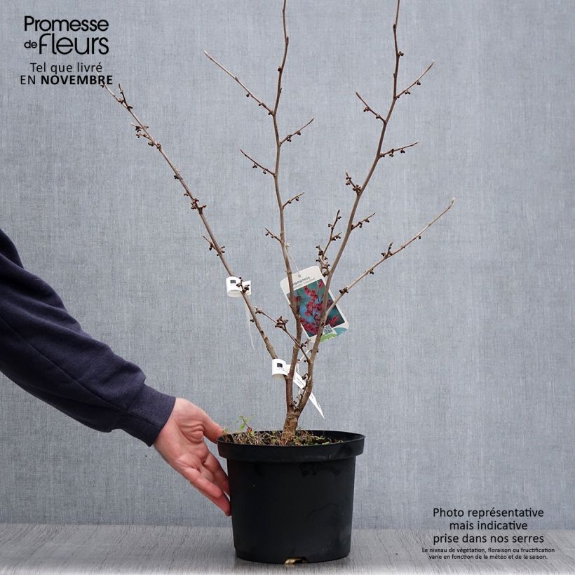 Exemplar von Zaubernuss Ruby Glow - Hamamelis intermedia Topf mit 4L/5L wie im Herbst geliefert