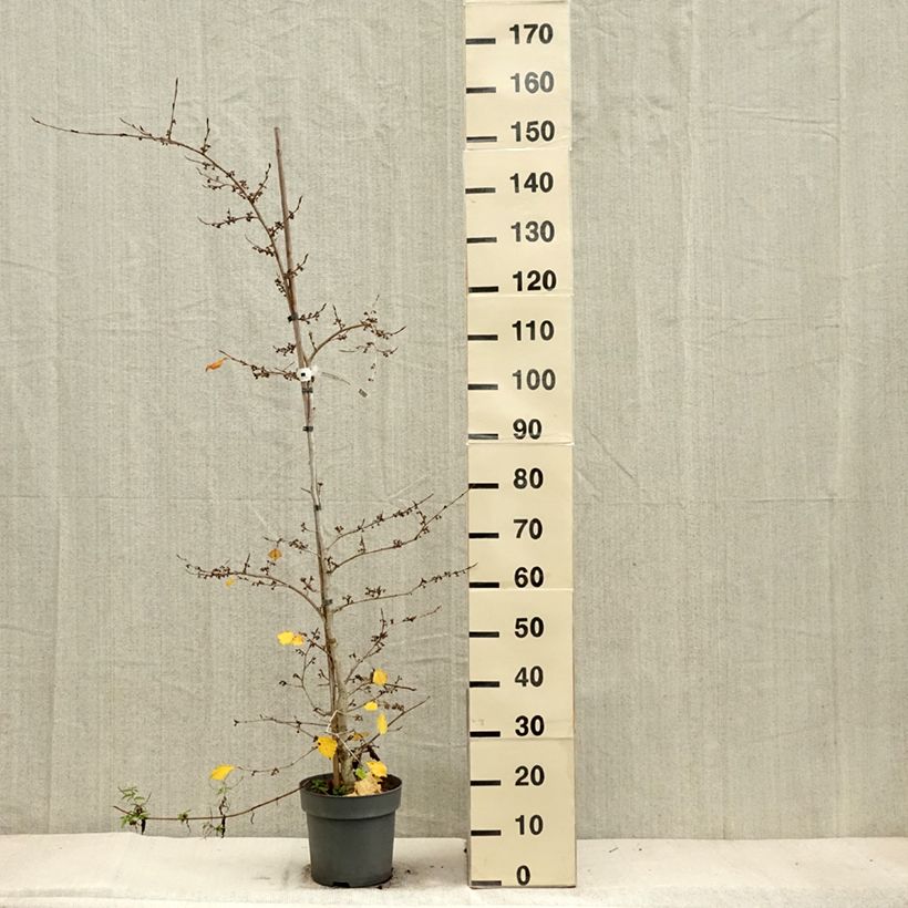 Exemplar von Japanische Zaubernuss Pendula - Hamamelis japonica Topf mit 6L/7L wie im Herbst geliefert