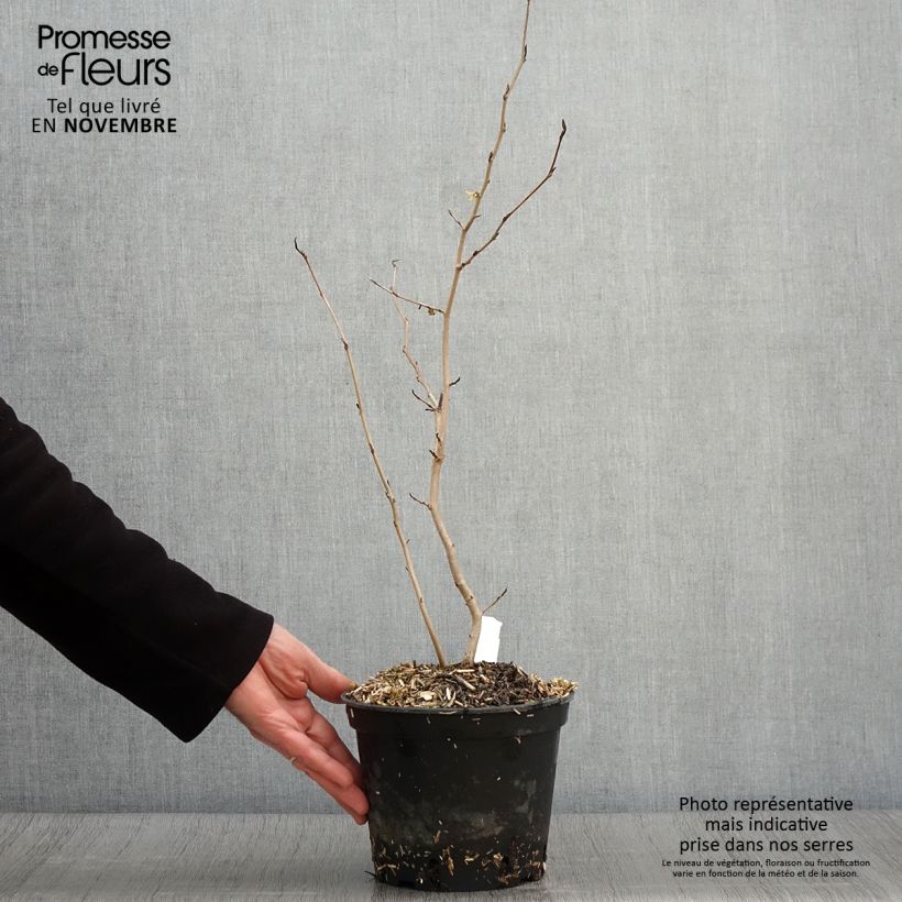Exemplar von Virginische Zaubernuss - Hamamelis virginiana Topf mit 3L/4L wie im Herbst geliefert